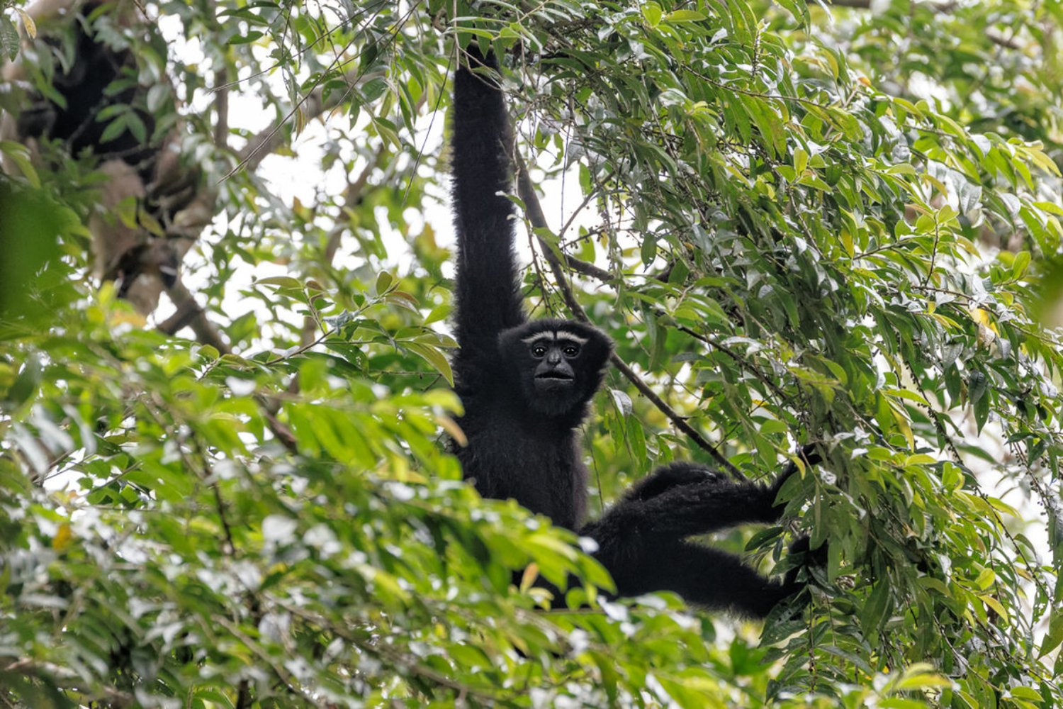 Assam Despatch 2_ Rhinos & More_2