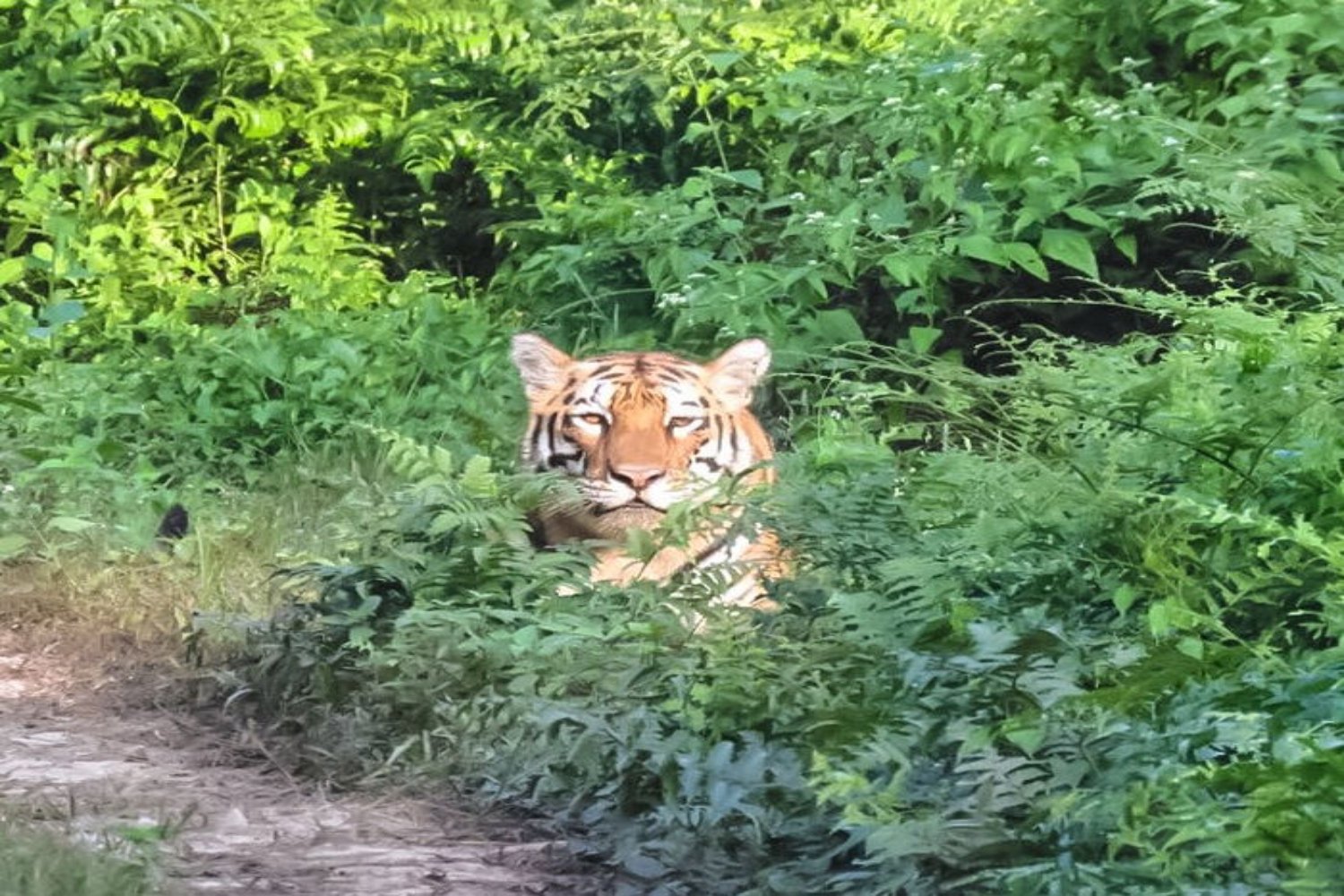 Assam Despatch 2_ Rhinos & More_3