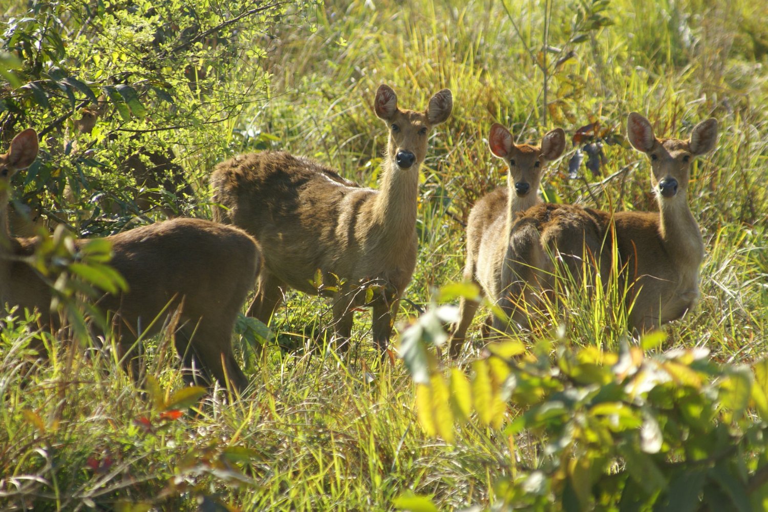 Assam Despatch 2_ Rhinos & More_4