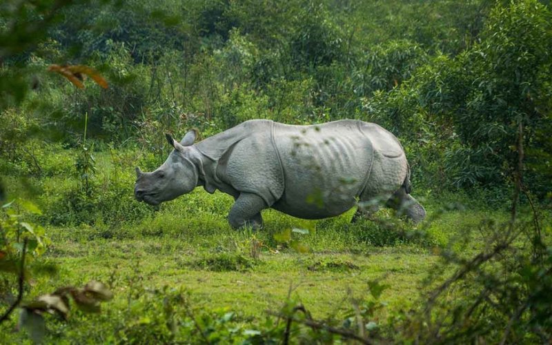 Assam Despatch 3 - River Island Cruise_2