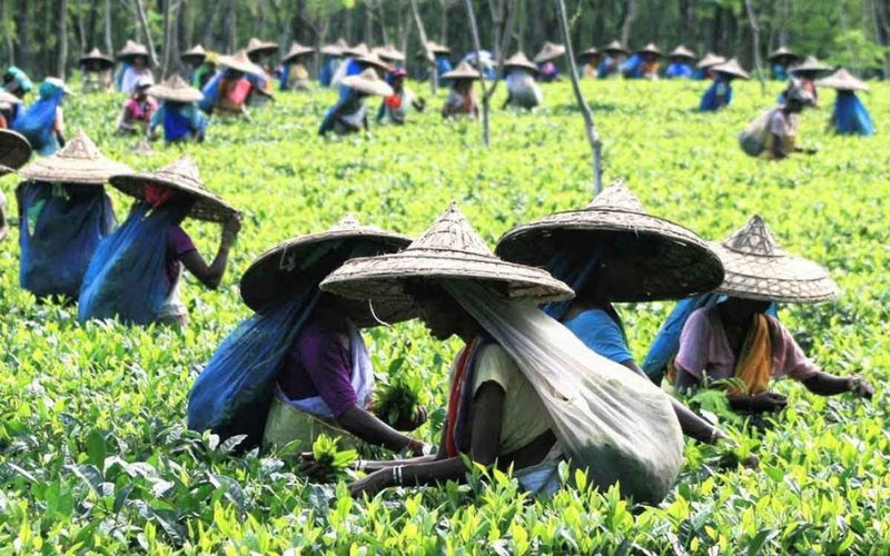 Assam Despatch 3 - River Island Cruise_3