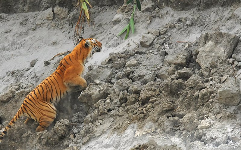 Brahmaputra Maximum800-03