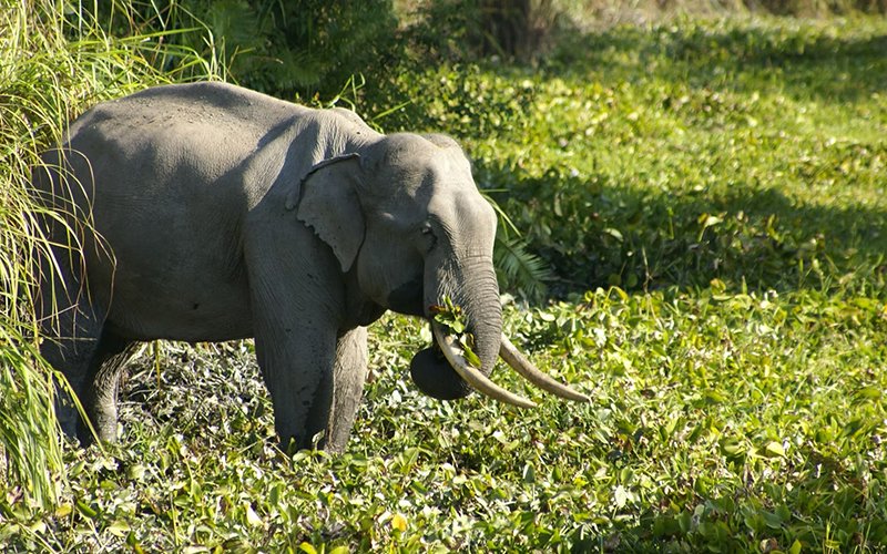 Brahmaputra Maximum800-04
