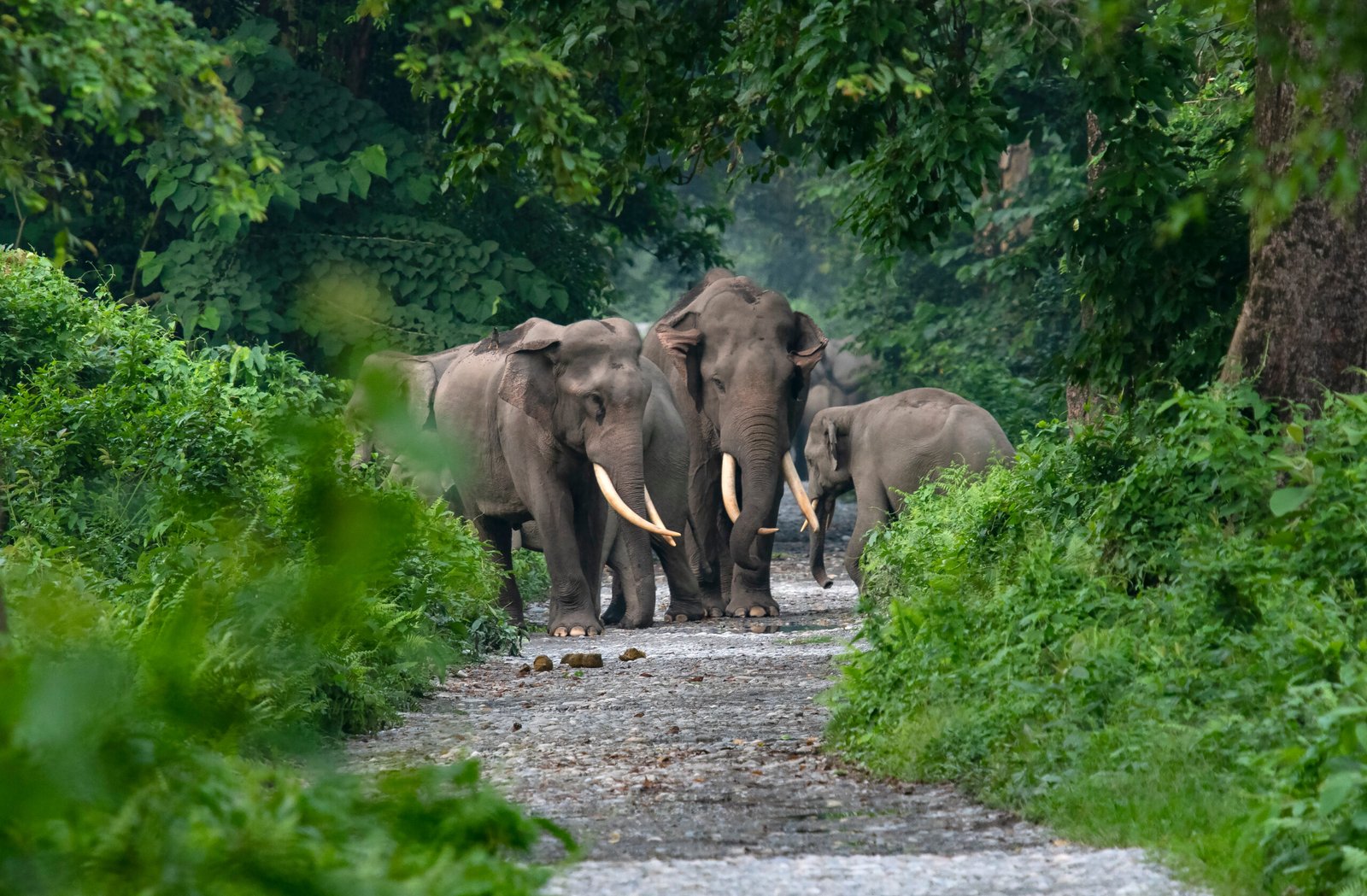 Asian,Elephant,Blocking,The,Jeep,Track,In,A,National,Park