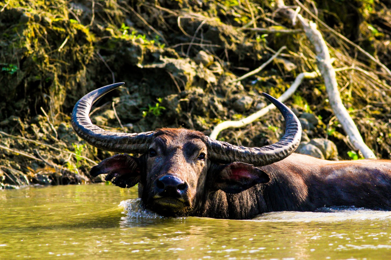 Domestic Asian Water Buffalo – Animal