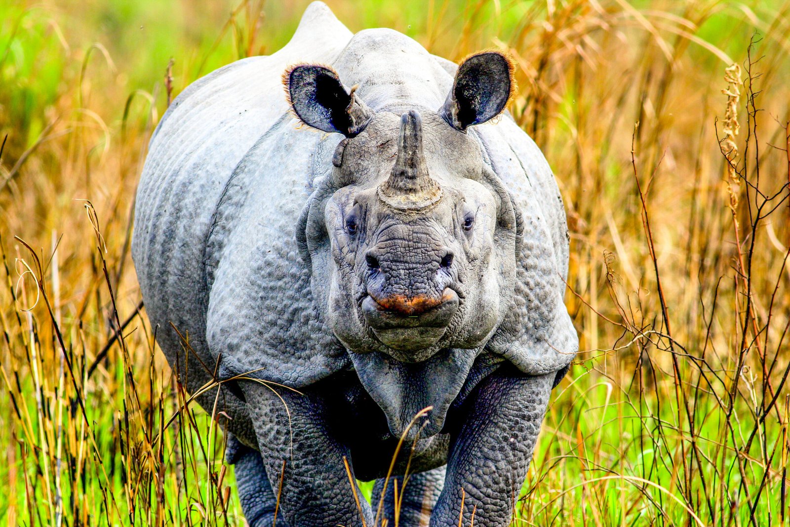 The Greater One-Horned Rhinoceros