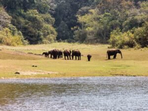 All-Inclusive Kerala Backwater Packages: Crafted for a Serene Luxury Experience