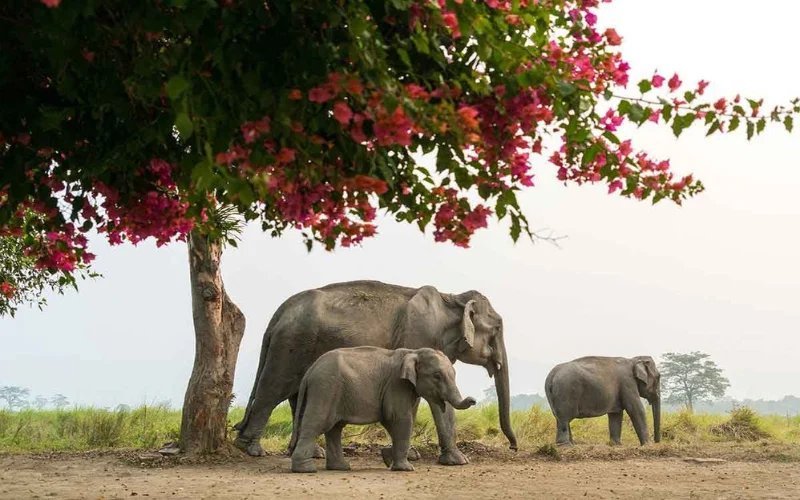 Assam & Bengal River Odyssey: Discover India’s Most Timeless Cruise Journeys