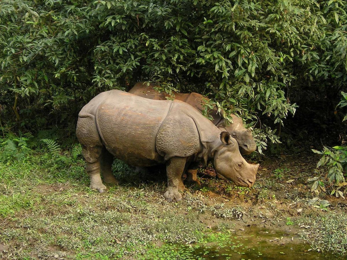 Pobitora Wildlife Sanctuary & the Mayong River: A Mystical Riverine Odyssey